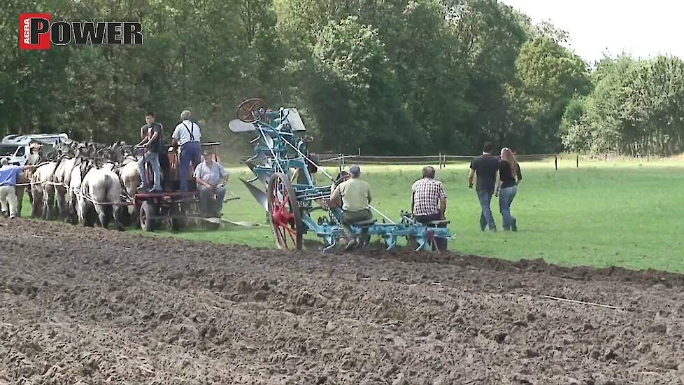 4 schaar ploeg met twintig Belgische paarden - IHF Panningen 2010 - Agrio