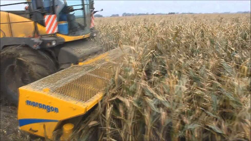New Holland FR9060 in gevallen maïs - Trekkerweb