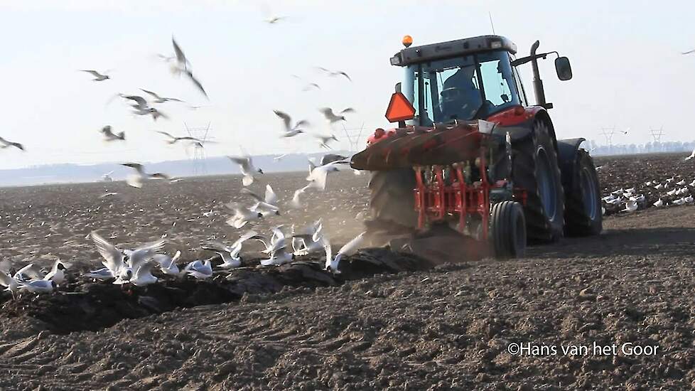 MF 5470 - ploughing at Biddinghuizen - ploegen bij Biddinghuizen, Flevoland