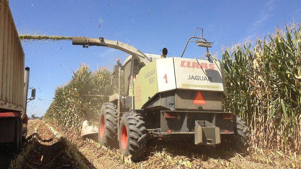 CLAAS › Maishakselen A & W Farms LLC Custom Chopping Buttonwillow, CA