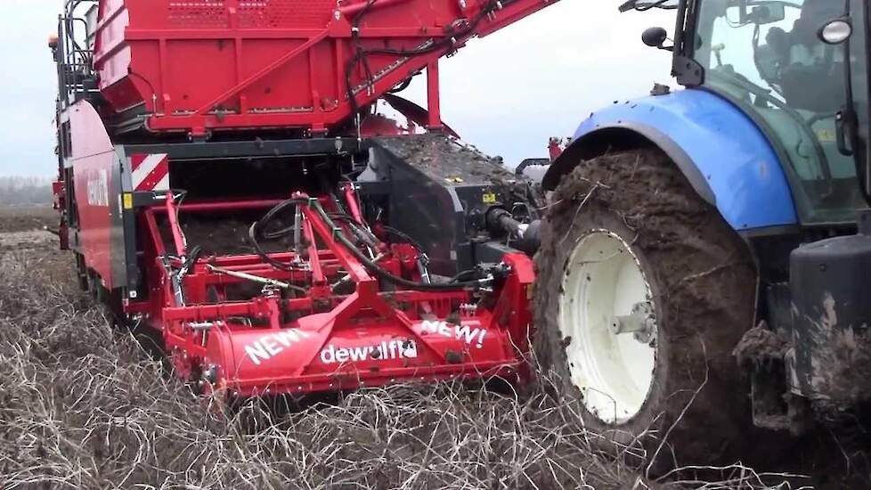 Dewulf RJA2060 with haulm chopper harvesting in wet conditions