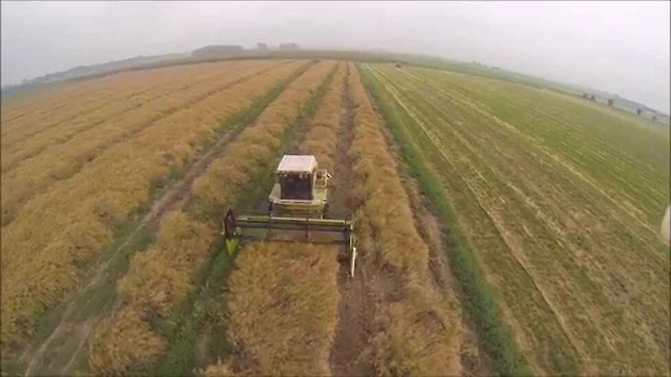 Koolzaad 2014 zwadmaaien door R Cobussen uit horssen