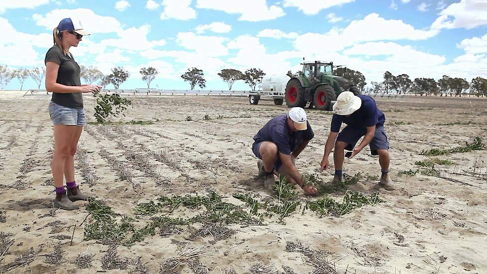 WEED-IT plays Beat it!