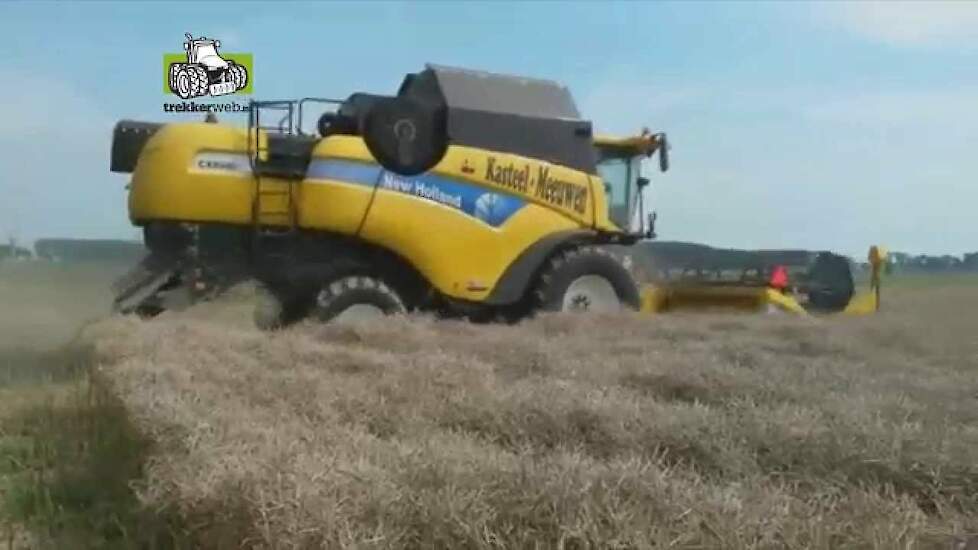 Koolzaad dorsen door New Holland CX8080 van Kasteel Meeuwen Trekkerweb