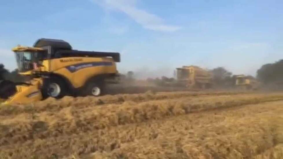 Maas bv uit Kessel met 3 New Holland combines in actie Trekkerweb