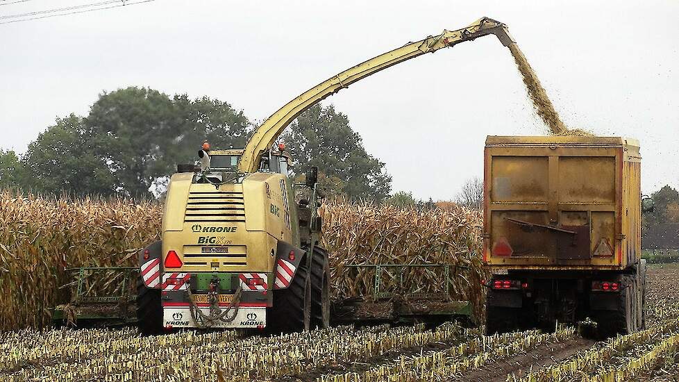 Partoens in Bree hakselt de laatste mais met zijn nieuwe KRONE BiG X 770