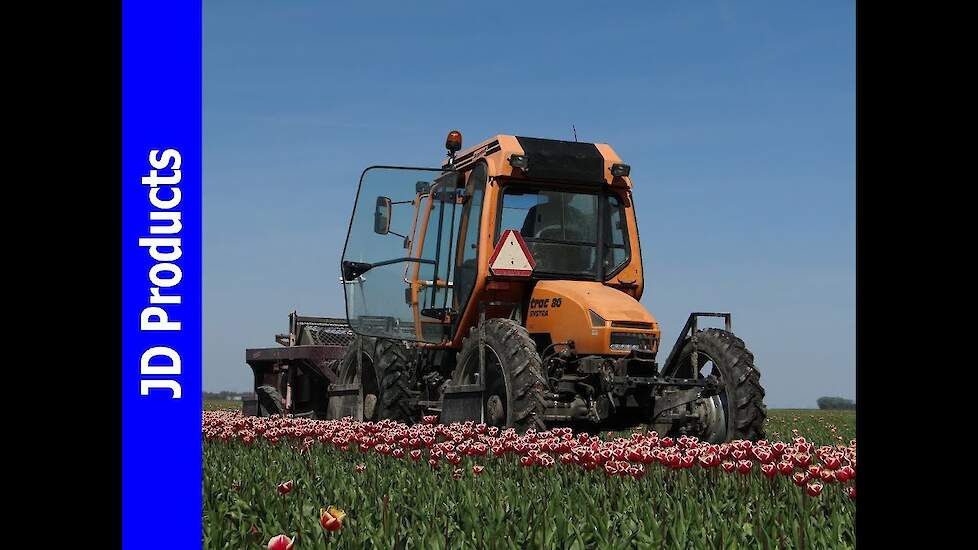Tulpen koppen/Tulips/Flevoland/Holland/Doppstadt/JVS/Pink innovation/2016