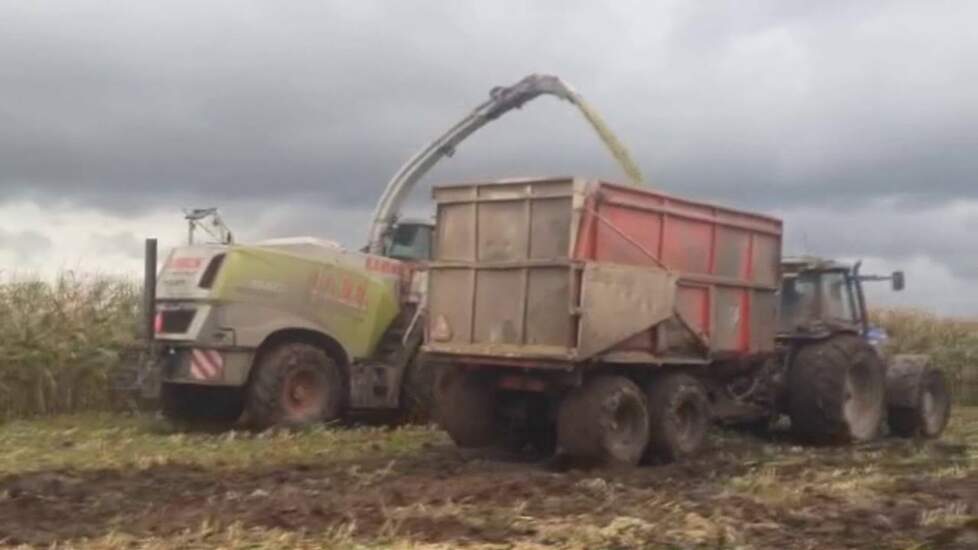 Nieuwe Claas Jaguar H.A.B.O Laatste maïs hakselen Trekkerweb