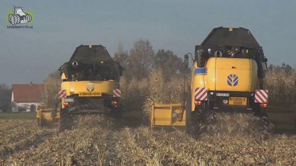 Maïsdorsen met diverse New Holland combines in België  Trekkerweb