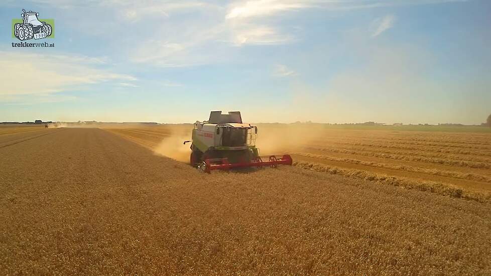 Wintertarwe dorsen in de graanschuur van Nederland het Oldambt Trekkerweb