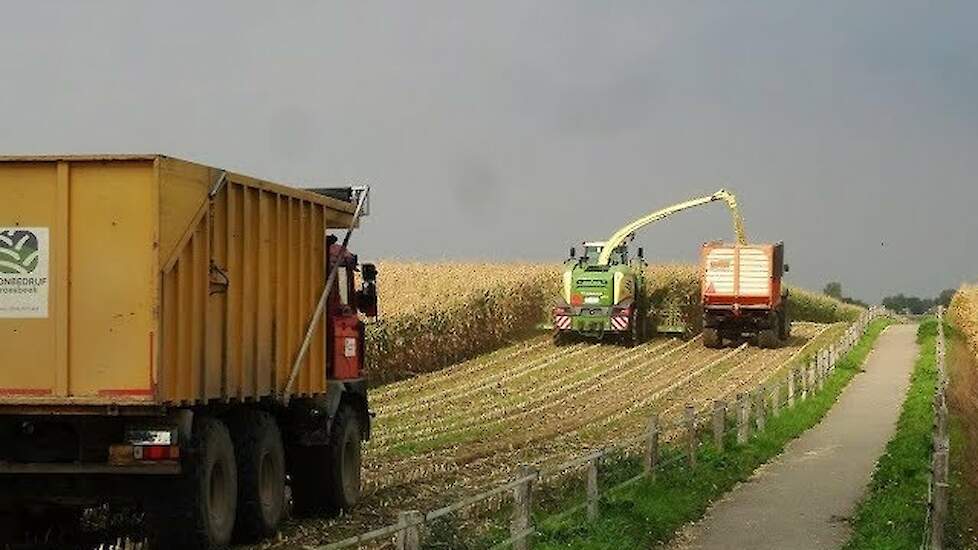 Groesbeek nieuwe KRONE BiG X 580 en EasyCollect maisbek in (liggende) mais Trekkerweb