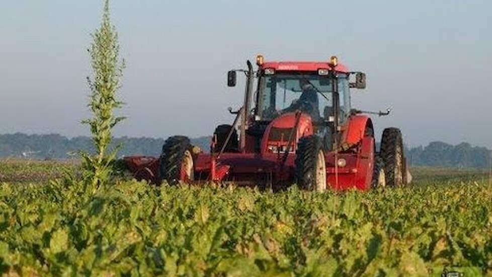 Zetor Suikerbieten rooien twee fasen systeem - Trekkerweb.nl