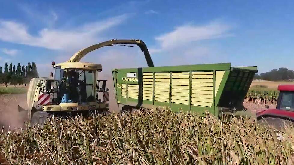 Snijmais oogst zonder kolven loonbedrijf Gottschalk met Krone Trekkerweb