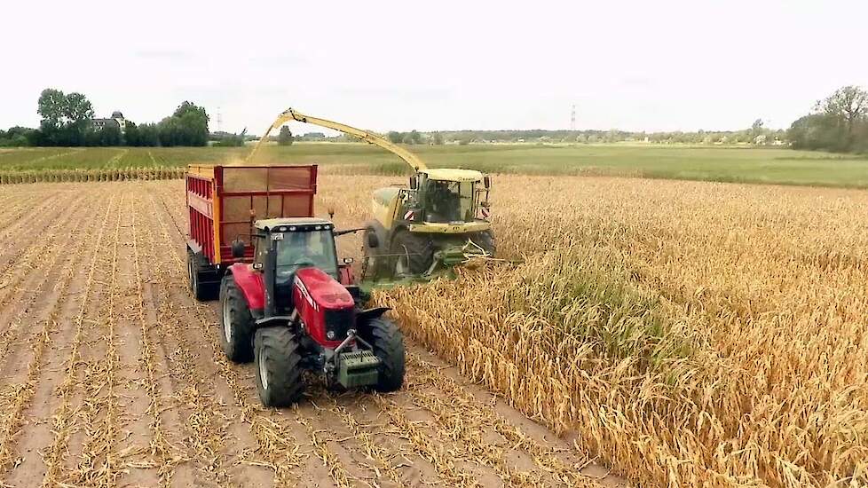 Compleet verdroogde maïs oogsten. Geen woorden voor... Trekkerweb