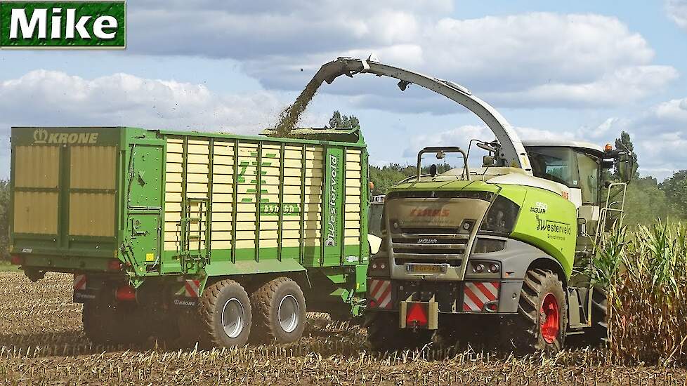 Mais hakselen 2018 | Claas Jaguar 950 [New Type] | Fendt + Krone | Westerveld | Breedenbroek | NL.