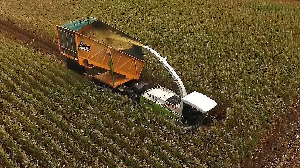 Hakselen met bunker bij Tolkamp Agri Service