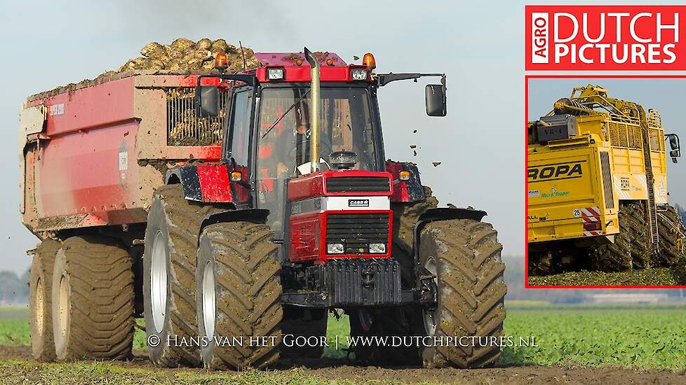 Straight pipe Case IH 1455 XL - Ropa Tiger V8-4 - Beet harvest - Bieten rooien - Rübenernte - 2018