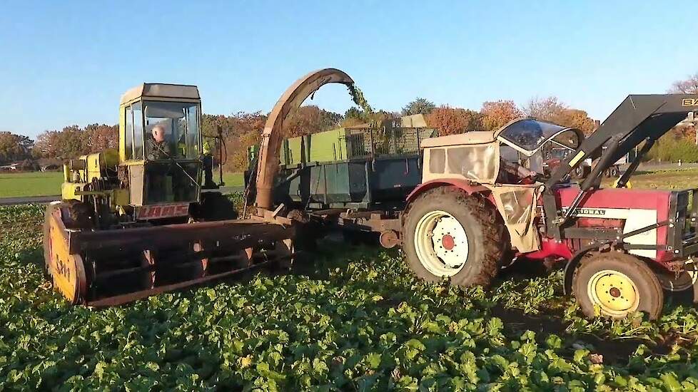 Zelf gebouwde Claas hakselaar aan het stoppelknollen blad oogsten