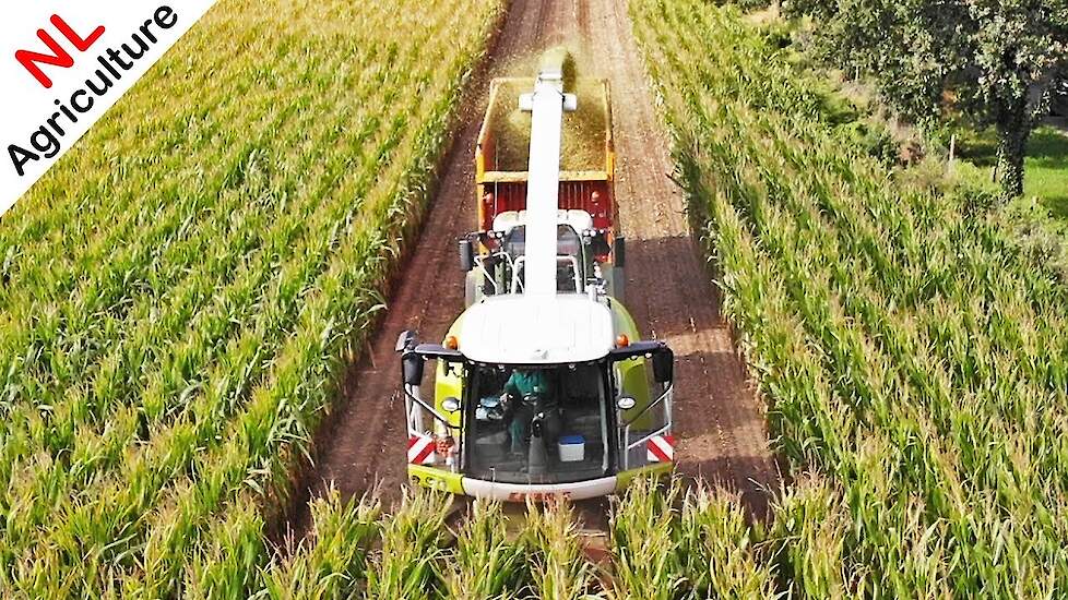 Mais hakselen 2019 ● Claas Jaguar 940 + Fendt + New Holland ● E.J.G. Gerritsen ● Wageningen.