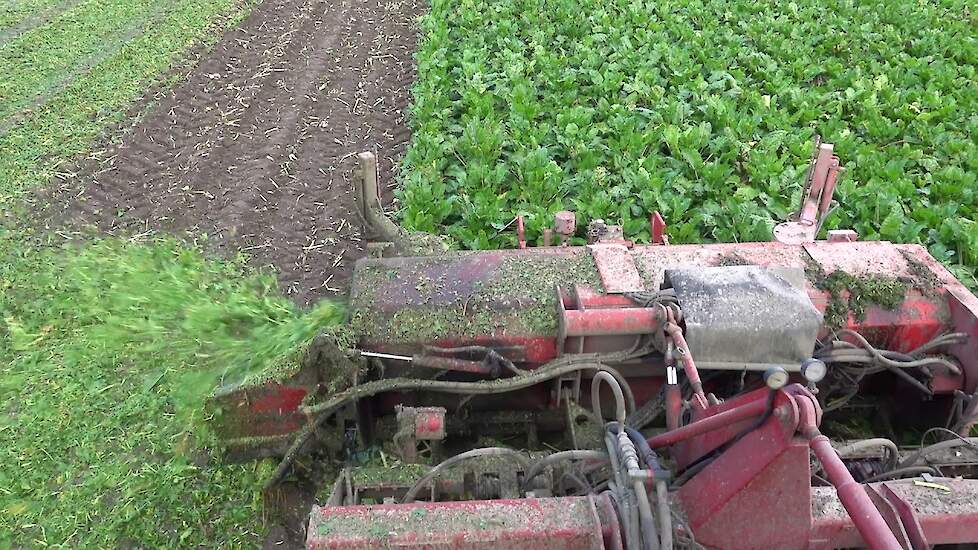 Bietenrooien door Arno Koeman met de WKM 9000