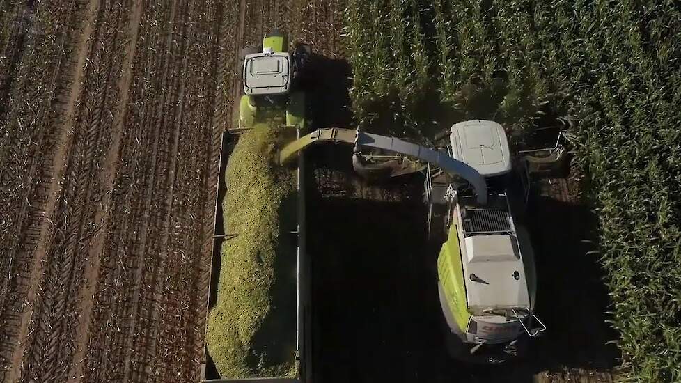 Claas Jaguar in de maisoogst
