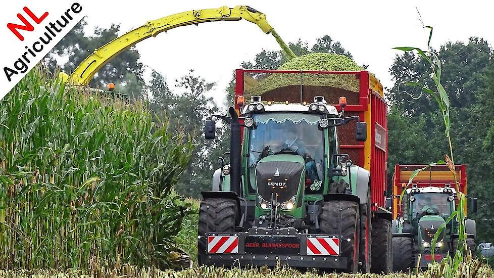 Mais hakselen 2019 ● Cab View ● John Deere 8600i + Fendt 930 + 916 + 828 Vario ● Blankespoor.