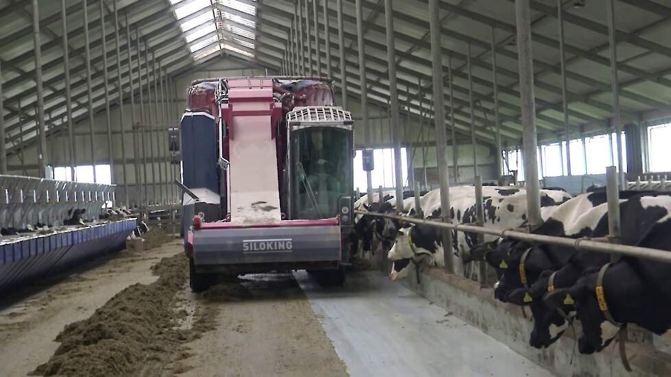 KOEIEN VOEREN MET EEN SILOKING SELFLINE SYSTEM 500 + 2519 melkveebedrijf vroege dalen