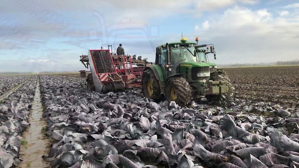 Red cabbage harvest ASA-LIFT TK2000
