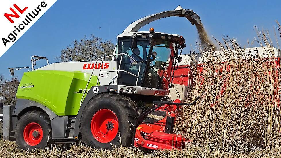 Miscanthus / Elephant grass harvest ● Claas Jaguar 960 ● Olifantengras hakselen ● Pleizier & Timmer.