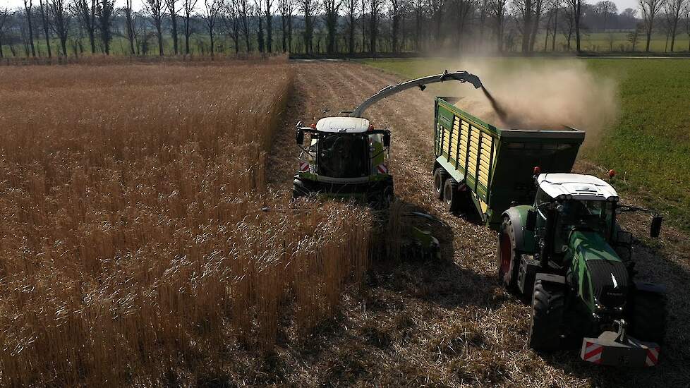 Olifantsgras - Miscanthus Claas Jaguar 950 hakselaar Fendt 828 Krone TX 460D