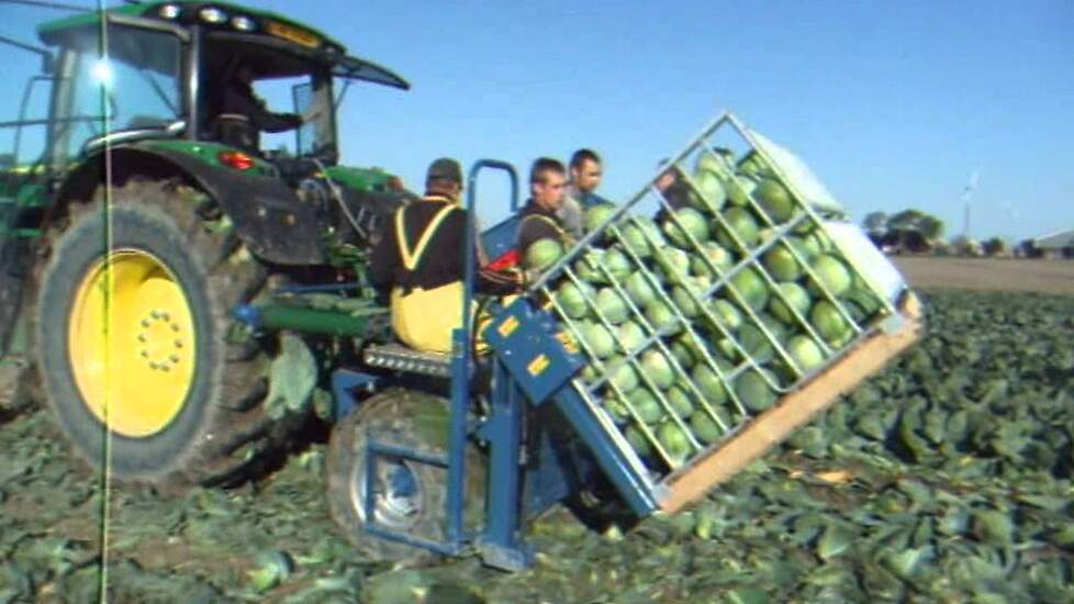 Kooloogster van Asa-Lift MK 1000 - Kohlernte 2012 cabbage harvester - Trekkerweb.nl