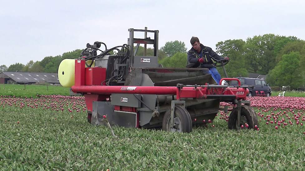TULPEN KOPPEN MET AGRA KOPMACHINE
