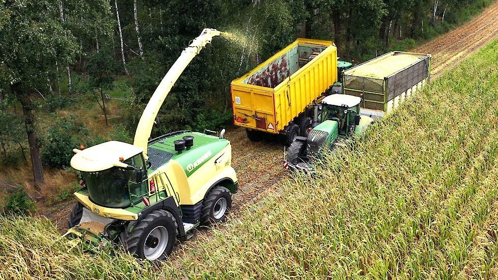 Krone BigX 780 met een 12 rijer mais 2020