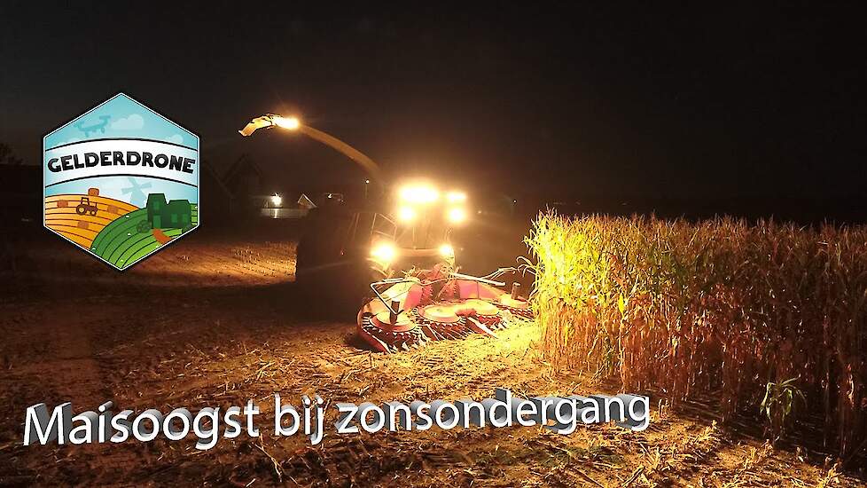 Maïsoogst 2020 - Hakselen bij zonsondergang door Loonbedrijf Kriesels uit Duiven
