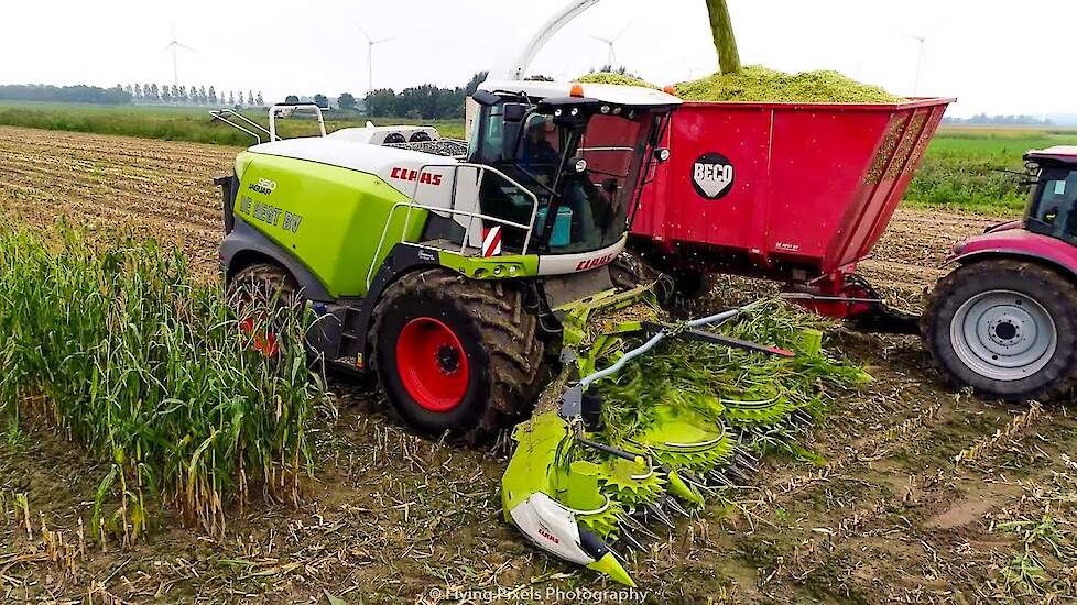 Mais hakselen | Chopping corn | Mais häckseln | Claas Jaguar 950 *NEW* | Case IH | Maisseizoen 2020