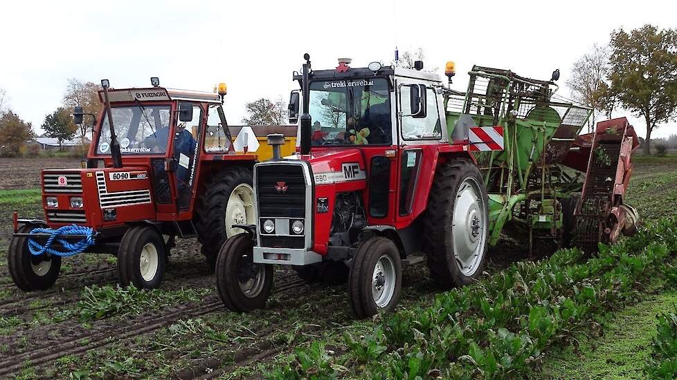 MF 590 met Stoll V50 suikerbietenrooien