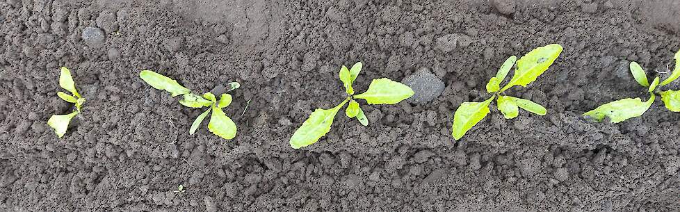 Vanaf het vierbladstadium zijn suikerbieten goed in staat om behandelingen met een wiedeg te doorstaan, mits de juiste instellingen van de machine worden gehanteerd.