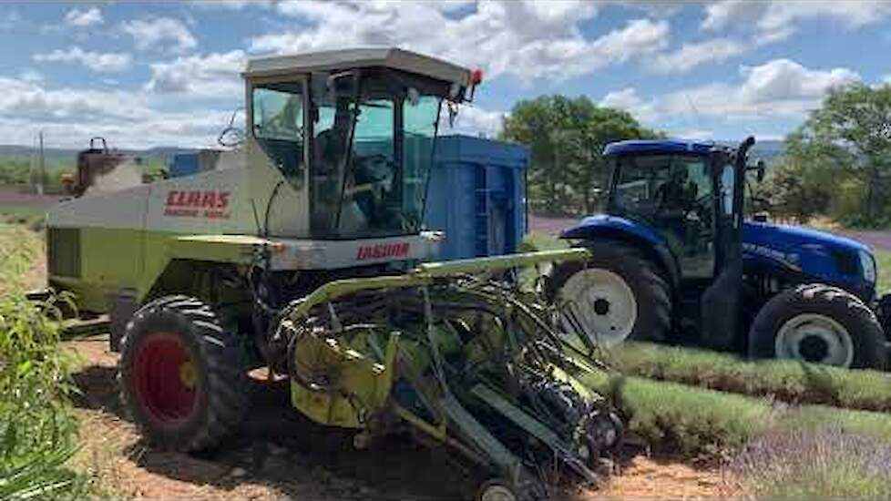 Lavendel oogst In Frankrijk met Claas 685SL