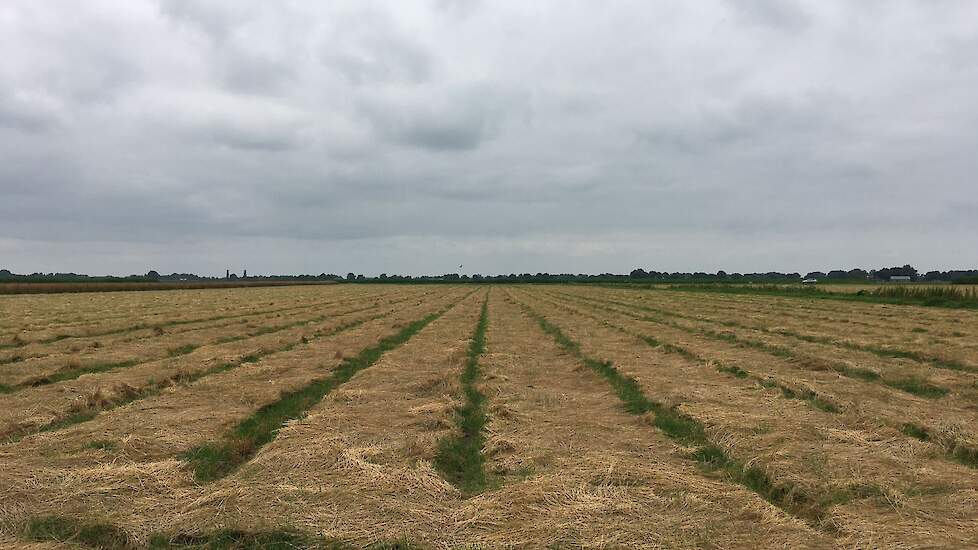 Het gras heeft één week in het zwad gelegen.