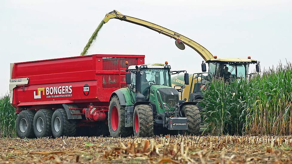 Mais Silage 2021 with Krone BiG X + Fendt's + New Holland | Bongers | PART 1