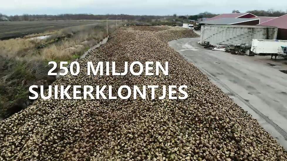 Grootste Bietnbult van Nederland