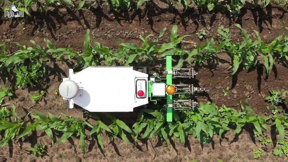 Mechanische onkruidbestrijding in maïs met Naïo Oz schoffelrobot