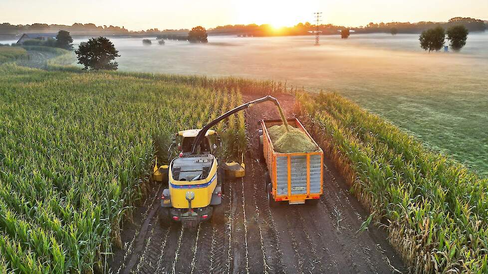 Mais Silage 2022 | New Holland FR600 | Nap | Heerikhuize
