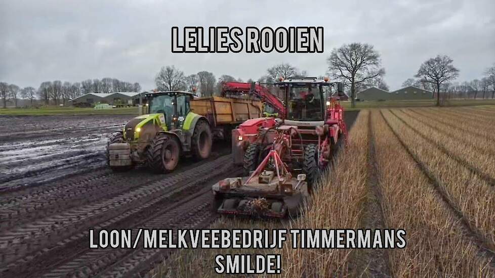 lelies rooien! bij loon/melkveebedrijf Timmermans uit smilde