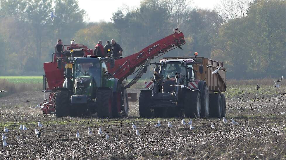 Volle bak op de Dewulf rooimachine  demo