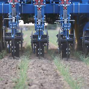 Schoffelen is de aangewezen manier om grotere onkruiden op te ruimen. Houdt een vaste diepte aan, adviseert Den Herder. Wat betreft wortelschade is schoffelen gevaarlijker dan eggen. &bdquo;Dankzij GPS en camera&rsquo;s kunnen we steeds dichter langs de rijtjes, maar