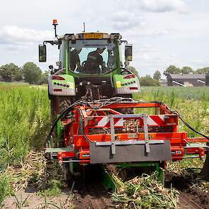 Er stond nog aardig wat onkruid op het perceel. „We hebben overwogen om nog een keer een herbicide te spuiten. Maar met een extra bespuiting zet je de uien ook weer wat terug.” Volgens de Limburgse akkerbouwer lijkt het perceel bonter dan het in werkelijk