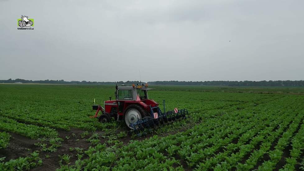 Massey Ferguson 590 met 12-rijer Gebr. Plat