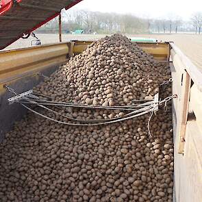 Na vier hectare rooien is er zo’n 30 ton op de wal gehaald, ofwel zo’n 7,5 ton per hectare. Behalve voor de goede knollen, wordt er ook gerooid om aardappelopslag te voorkomen.