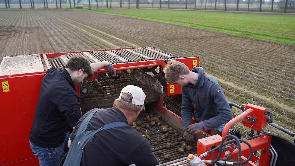 Om de aardappelen enigszins ‘schoon’ in de kipper te krijgen, staan er drie medewerkers op de rooier om rotte, versmeerde en door engerlingen aangevreten knollen eruit te halen.